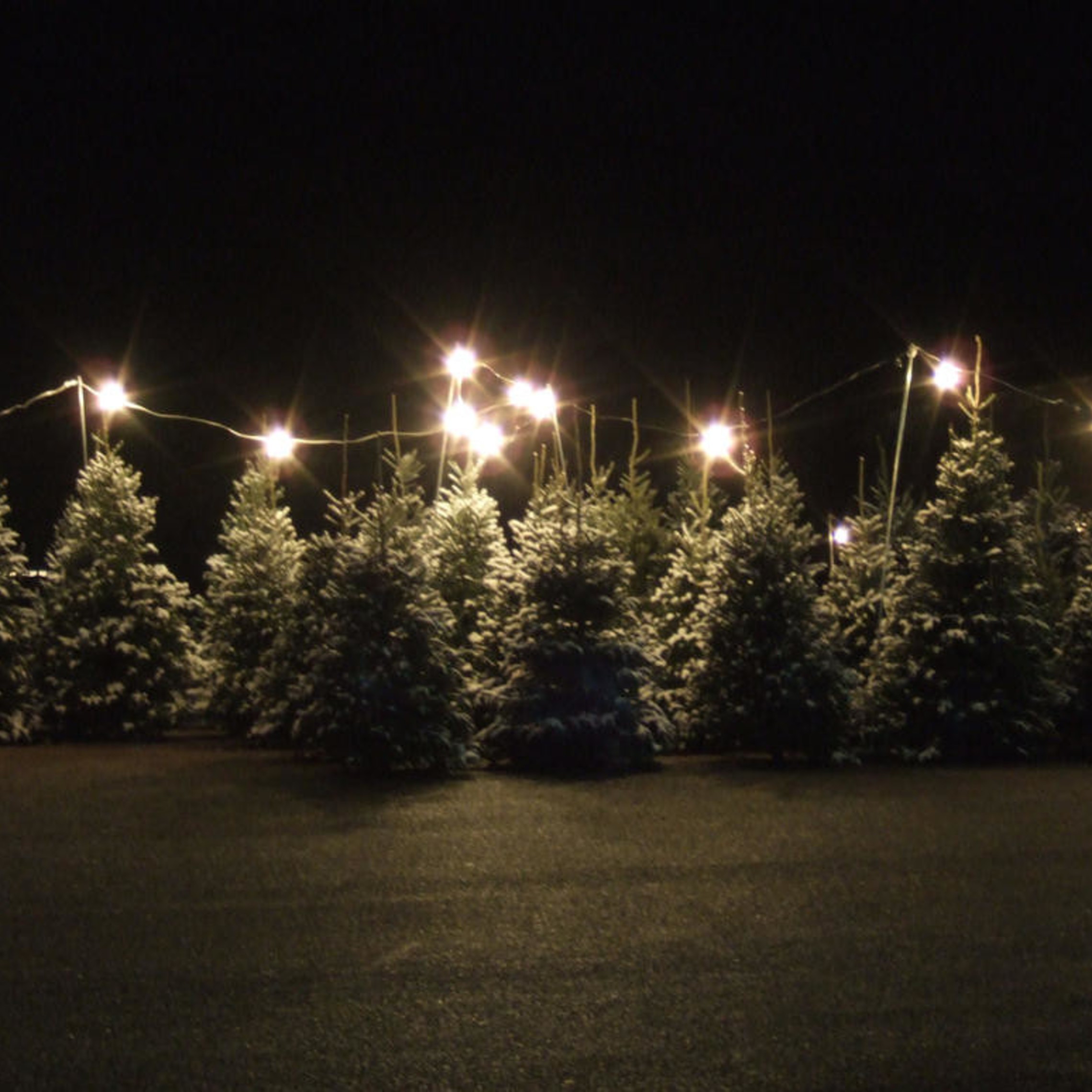 KofC Christmas Trees at Our Lady of Lourdes, Arlington, VA