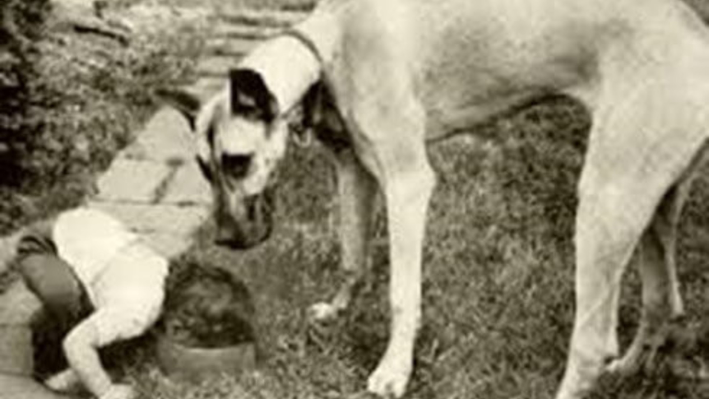 black and white photo of child eating dog food with large shorthaired dog