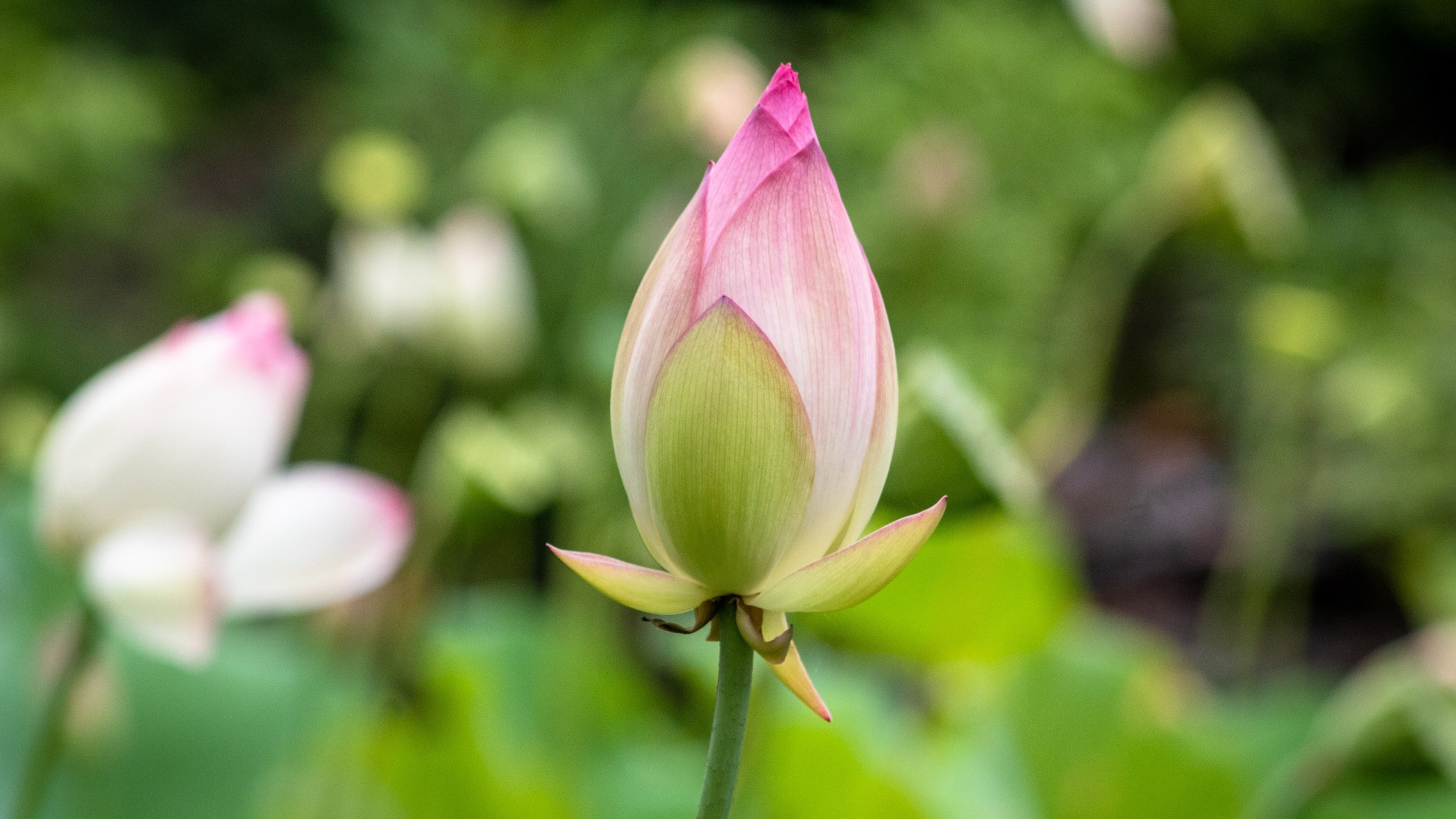 pink flower in the bud stage