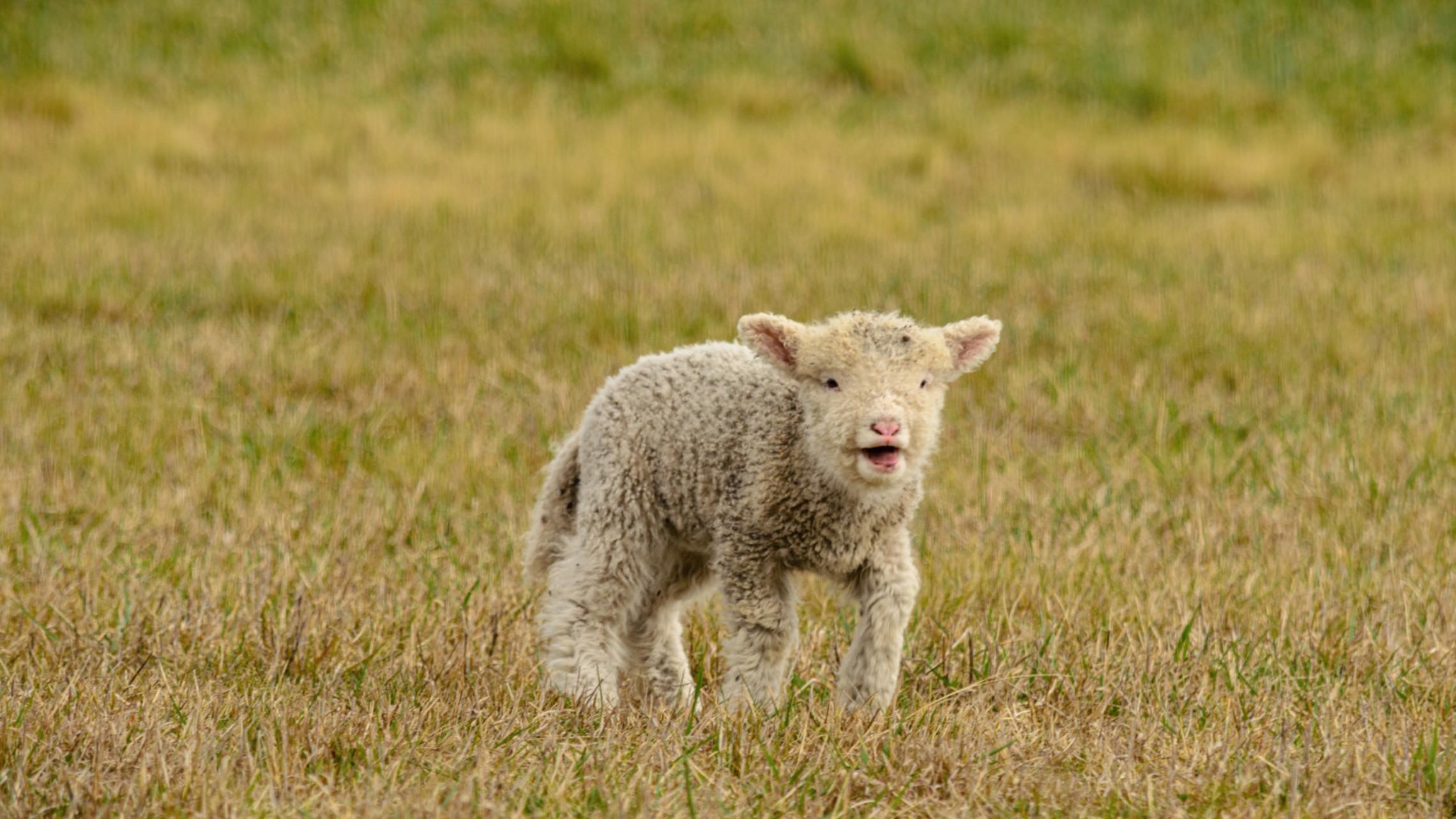 Lamb