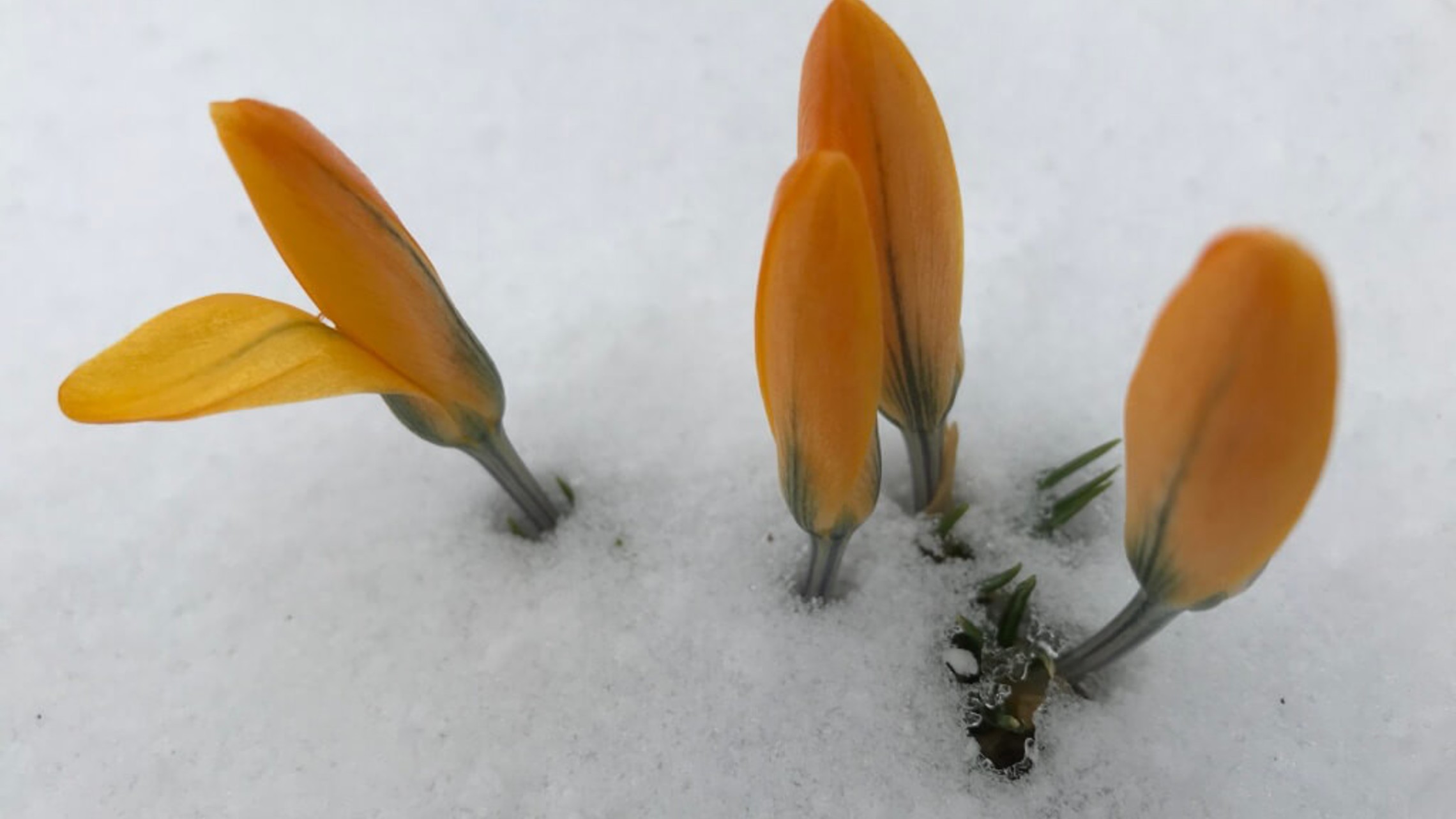 Flowers In Snow