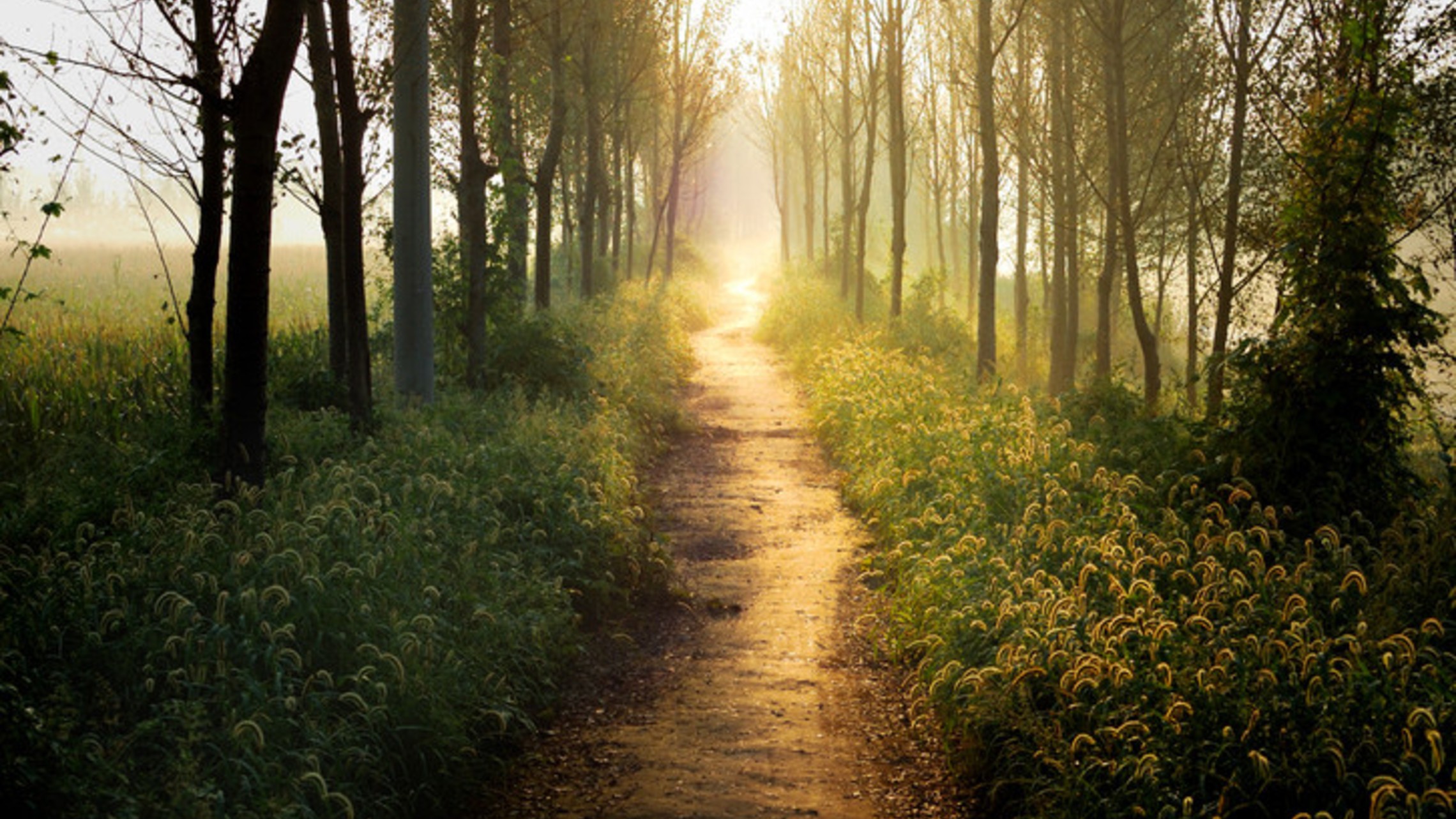 Trail Forest