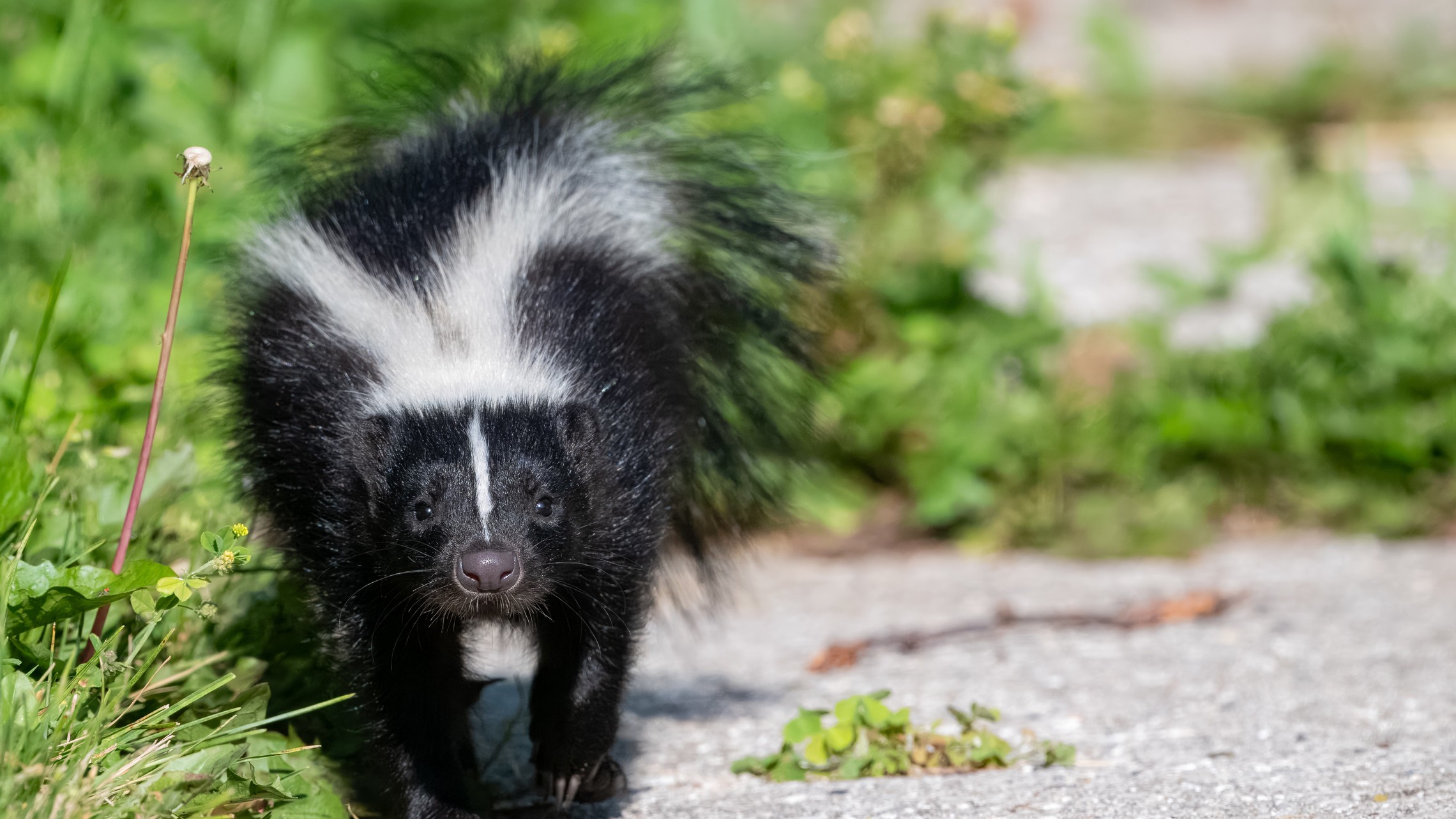 Skunk