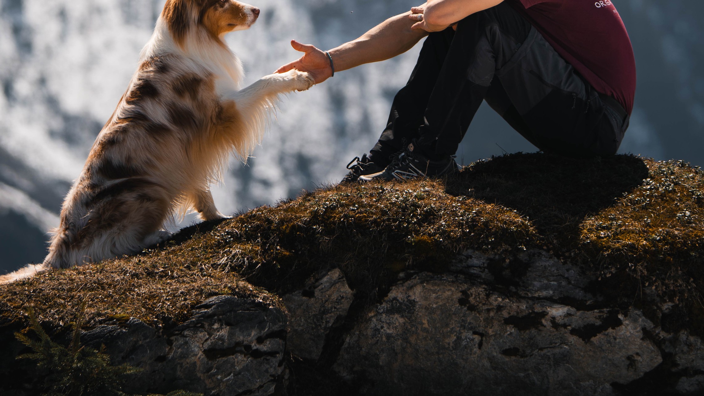 Pet Blessing
