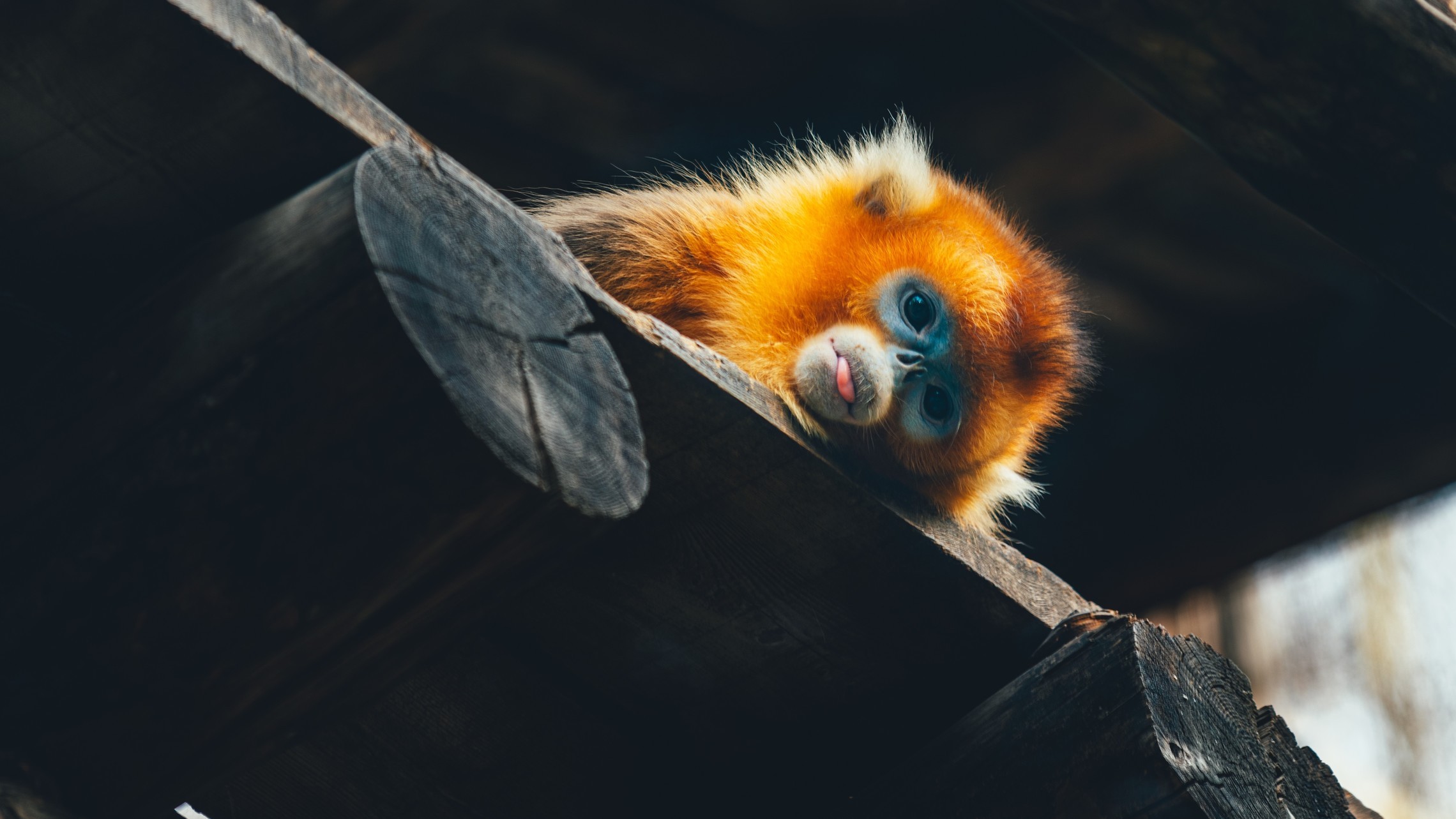 Shutterstock 2369364257