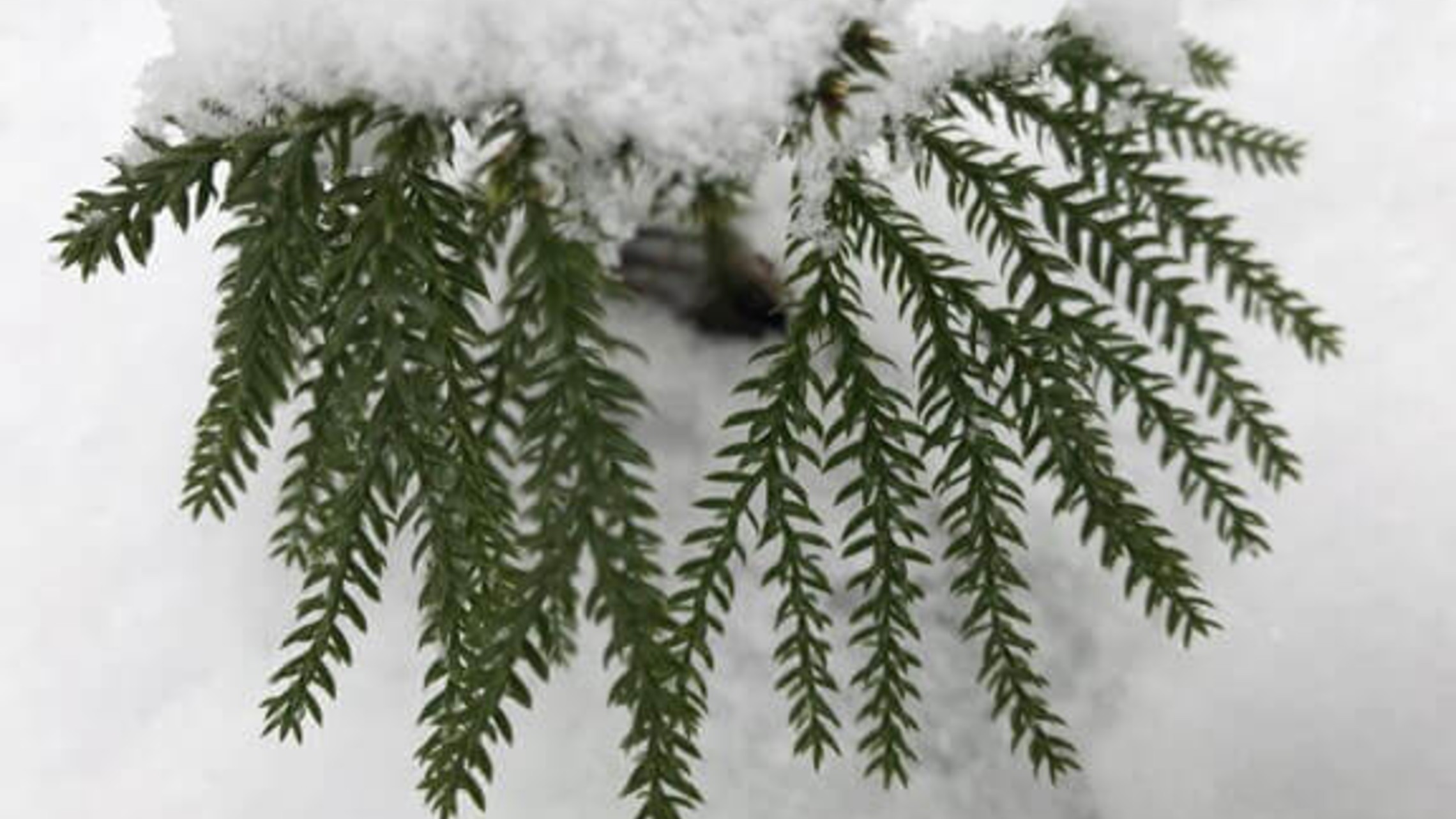 Evergreen branch covered in deep snow