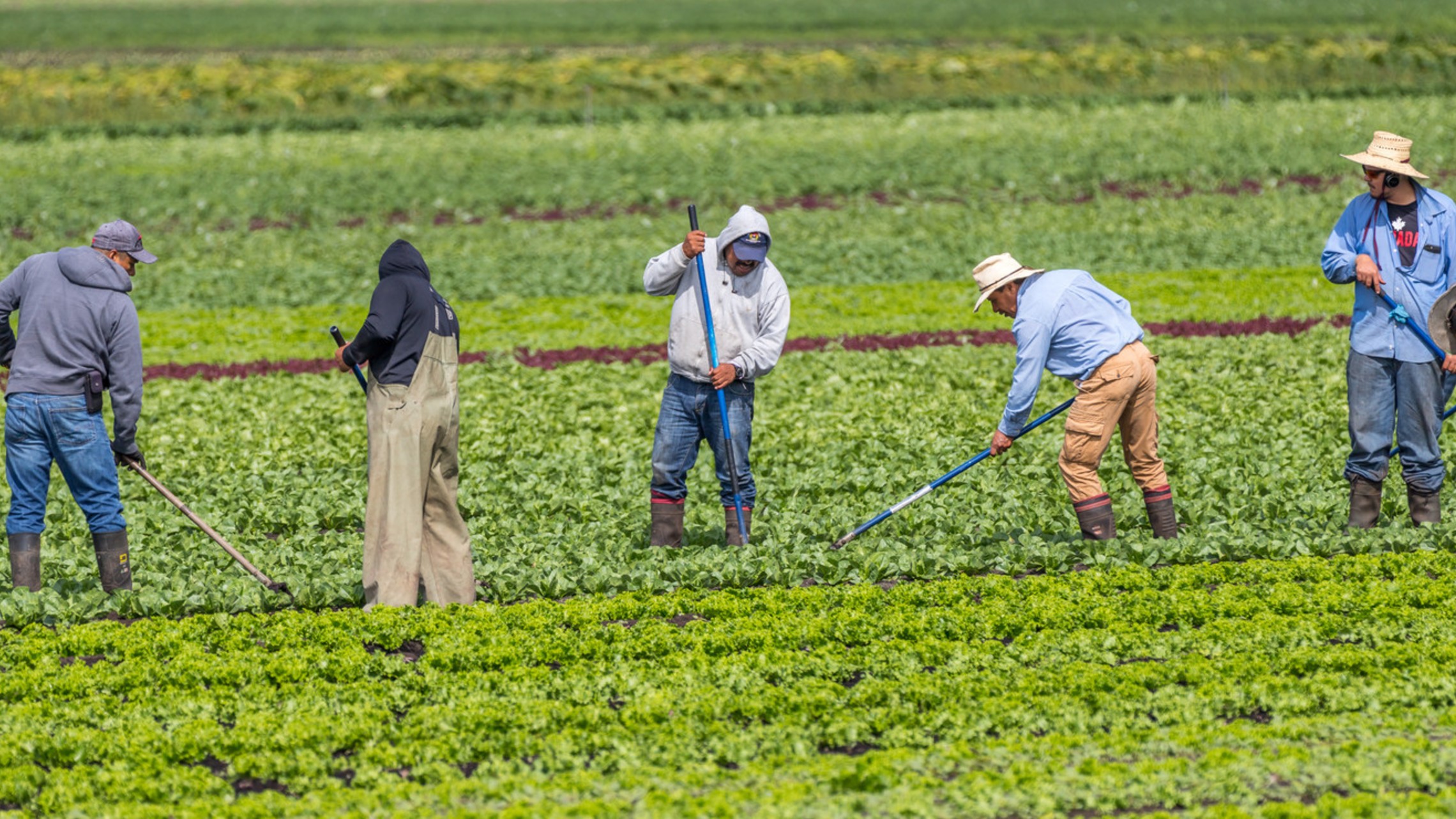 Workers In Field