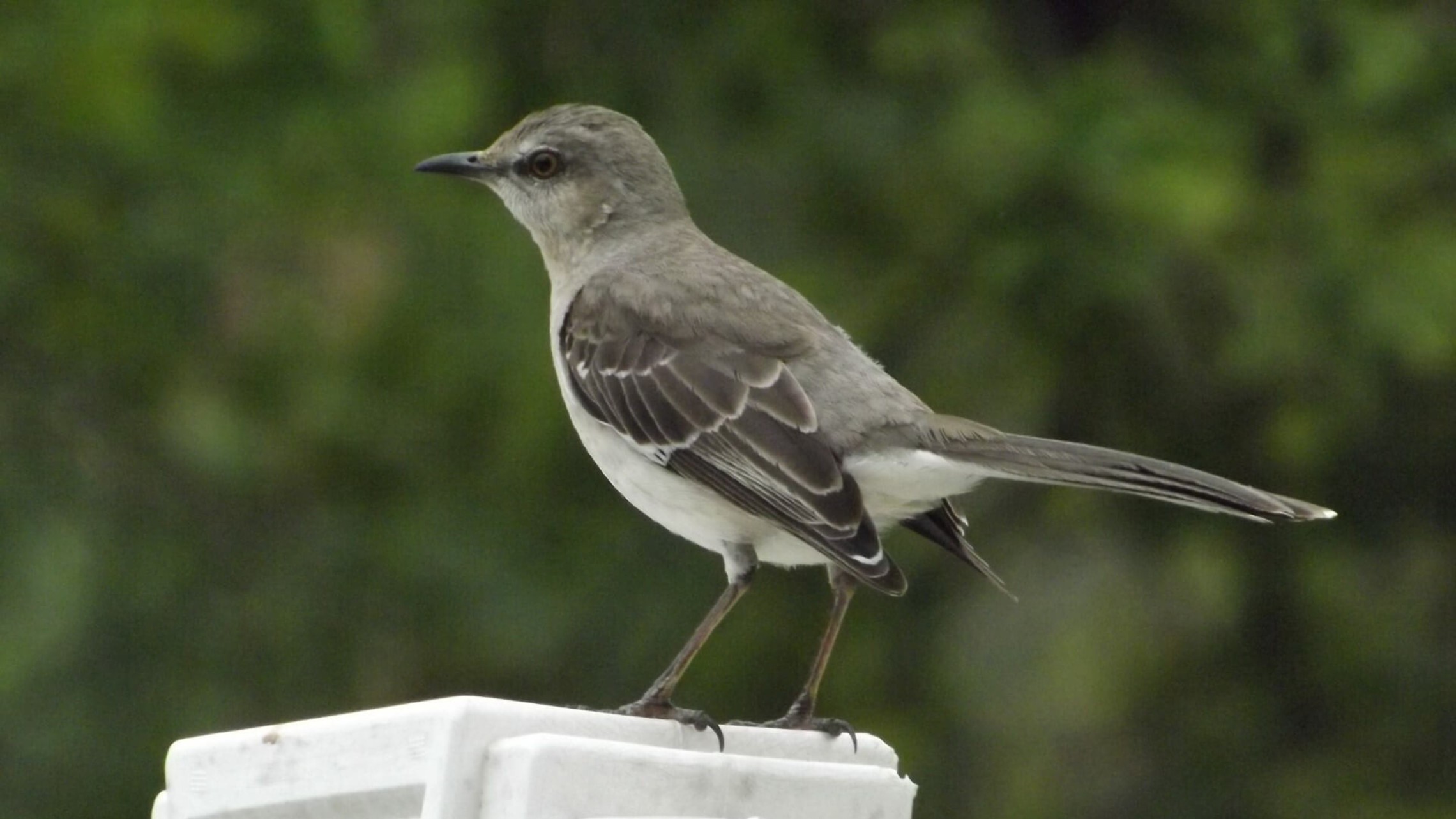 mockingbird sitting on a white banister