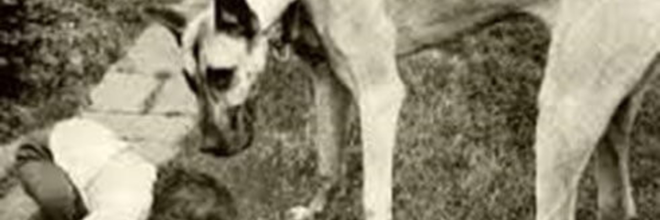 black and white photo of child eating dog food with large shorthaired dog