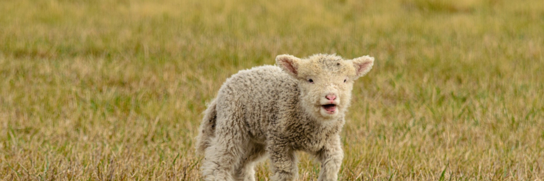 Lamb