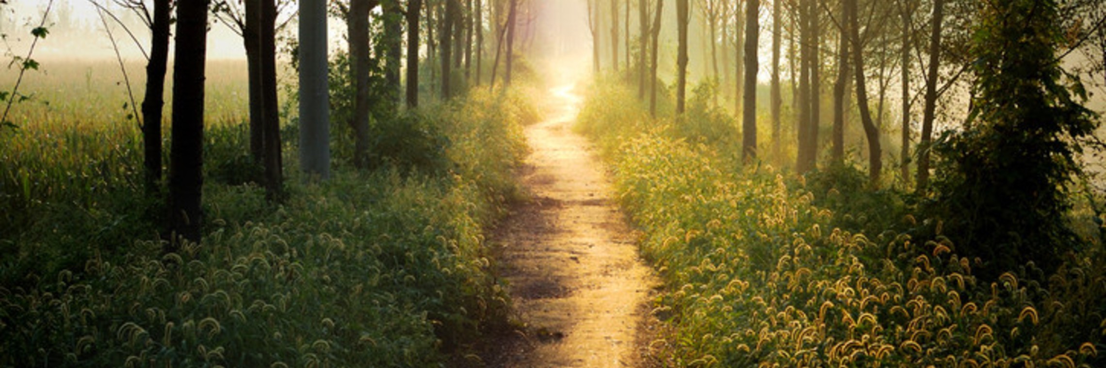 Trail Forest