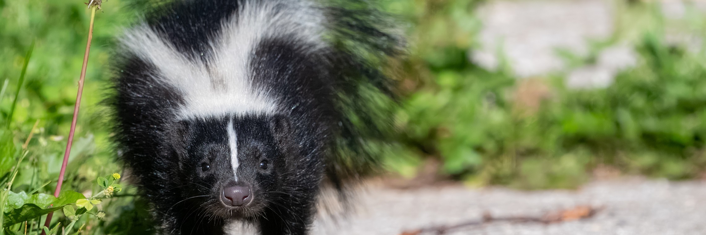 Skunk