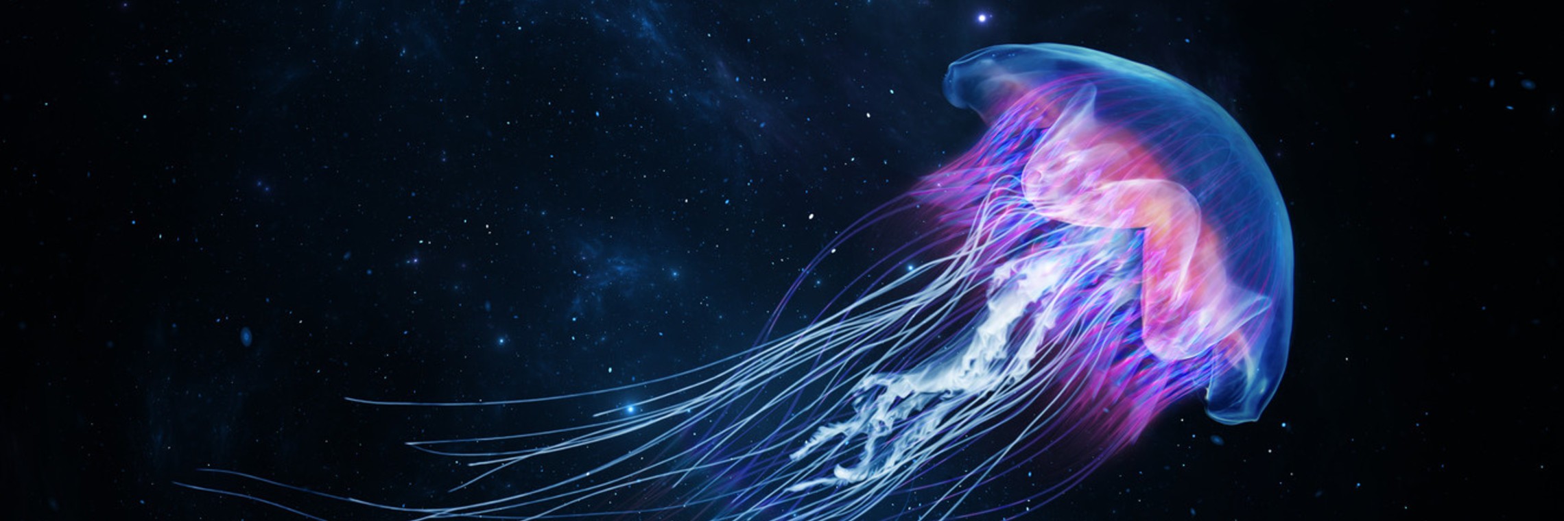 Jellyfish