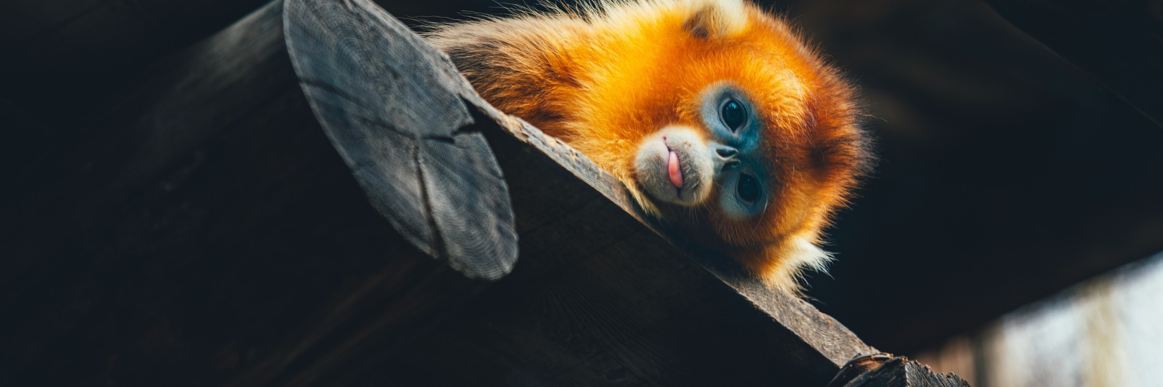 Shutterstock 2369364257