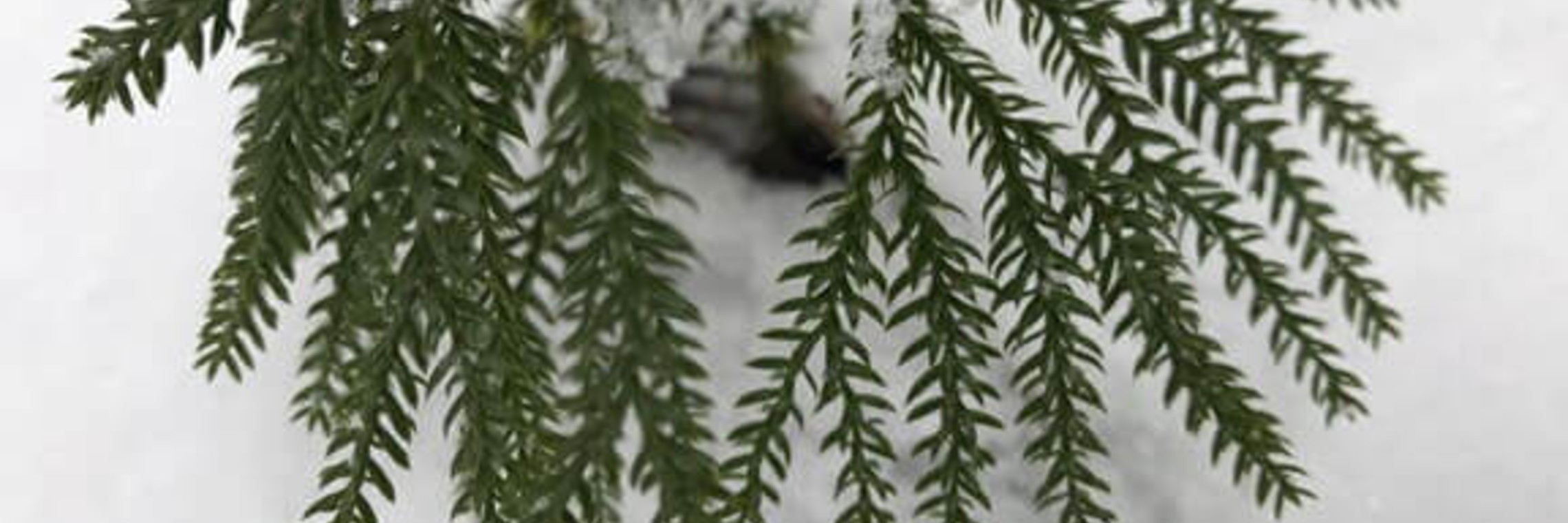 Evergreen branch covered in deep snow